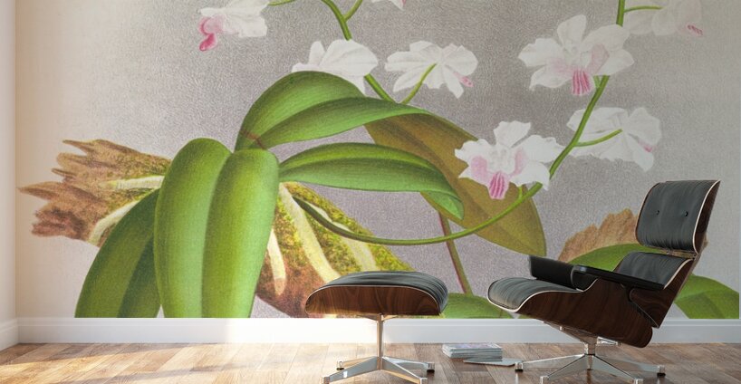 Phalaenopsis esmeralda var candidula Wall Murals