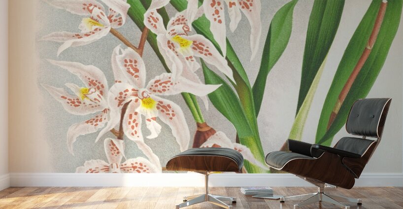 Odontoglossum Ruckerianum Wall Murals