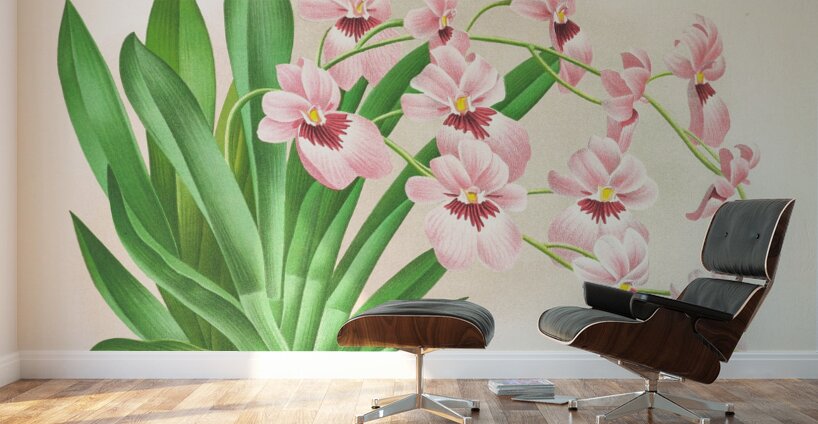 Miltonia vexillaria Wall Murals