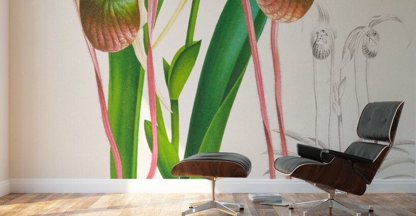 Selenipedium caudatum Wall Murals