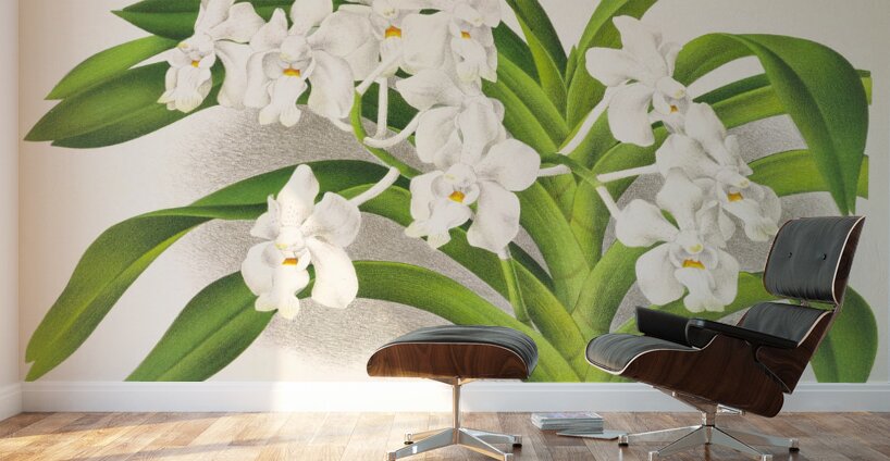 Vanda denisoniana Wall Murals