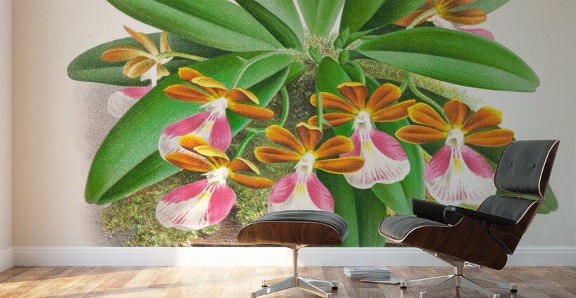Trichocentrum albo purpureum Wall Murals