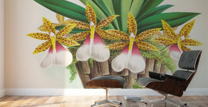 Trichocentrum Tigrinum Wall Murals