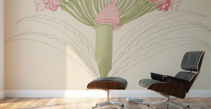 Brunswigia [Brunsvigia grandiflora] 1817 Wall Murals