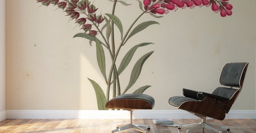 Pentand. Monog. [Lysimachia nutans] 1817 Wall Murals