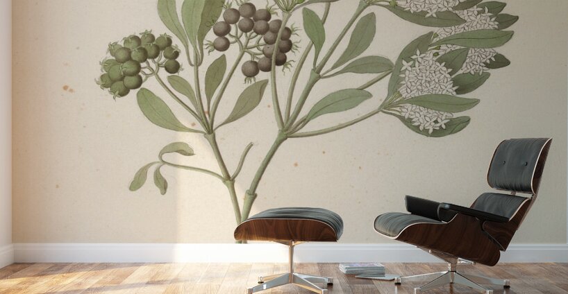 Pavetta caffra [Pavetta lanceolata] 1817 Wall Murals