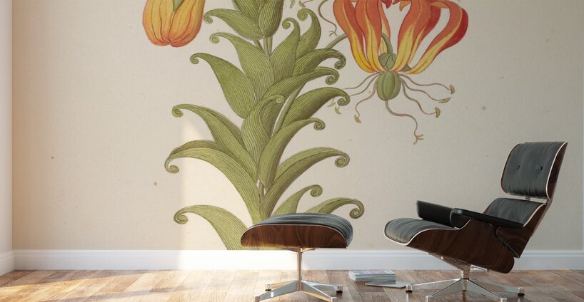 Gloriosa [Gloriosa superba] 1817 Wall Murals