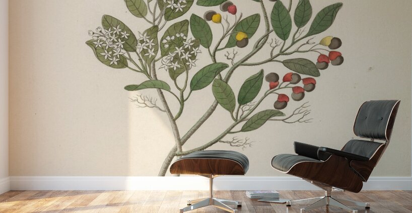 Celastrus [Apodytes dimidiata] 1817 Wall Murals