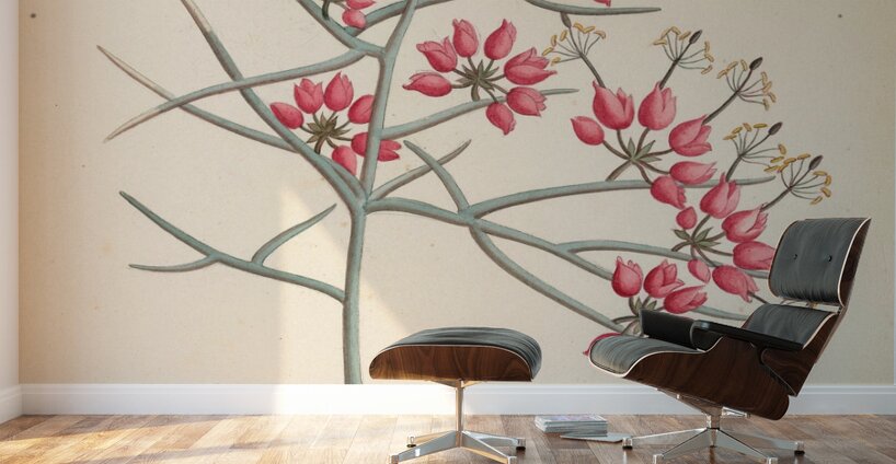 Cleome juncea. [Cadaba aphylla] 1817 Wall Murals