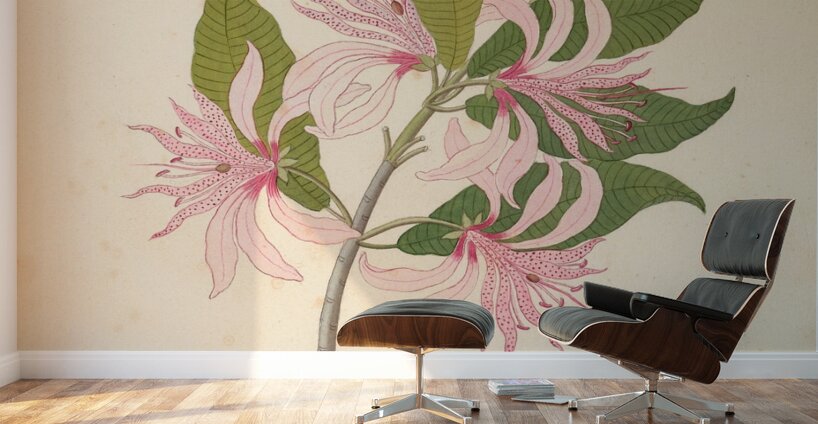 Calodendrum capense 1817 Wall Murals