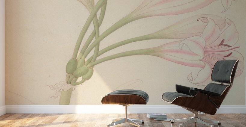 Amarillis [Crinum lineare] 1817 Wall Murals