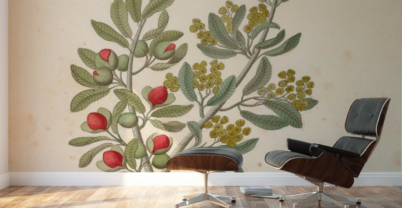 Octandria Monog. [Pappea capensis] 1817 Wall Murals