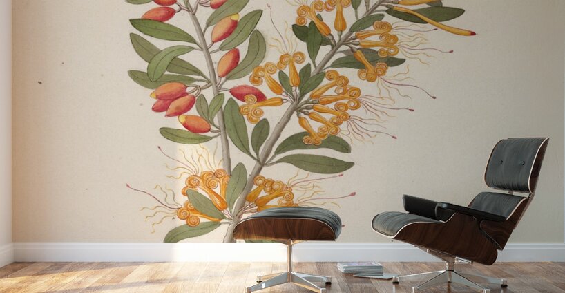 Loranthus N. Sp. [Moquiniella rubra] 1817 Wall Murals