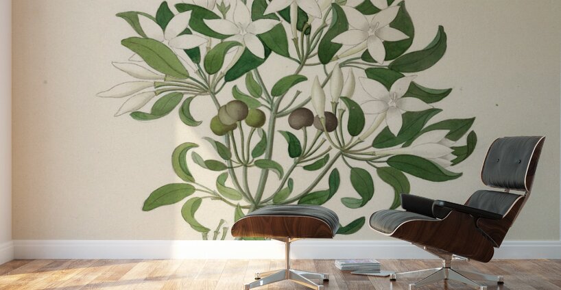 Jasminum angulare 1817 Wall Murals