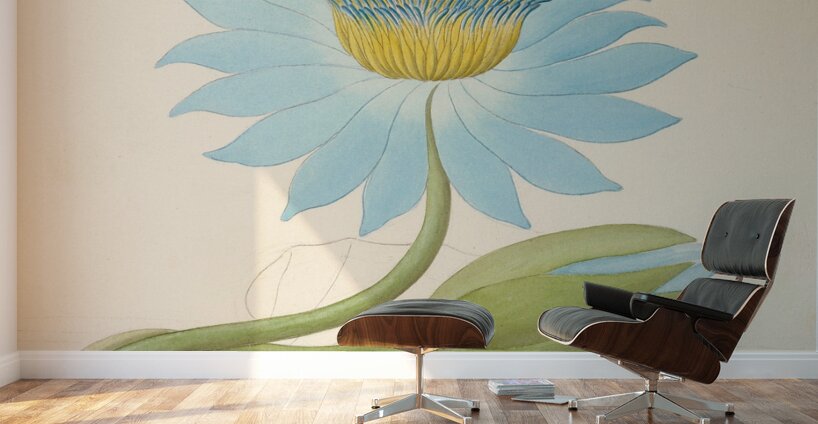 Nymphaea coerulea [Nymphaea nouchali] 1817 Wall Murals