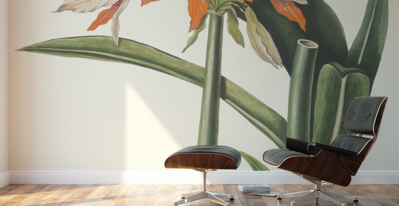 Amaryllis Fulgida 1834 Wall Murals