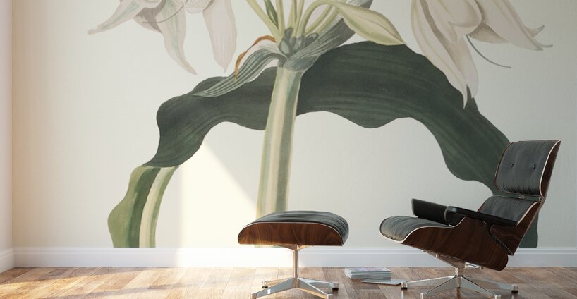 Amaryllis Aulica 1834 Wall Murals