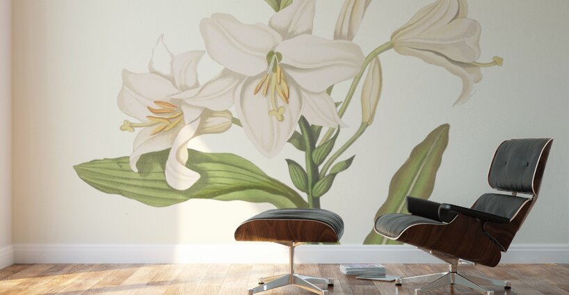 Lilium Candidum 1834 Wall Murals