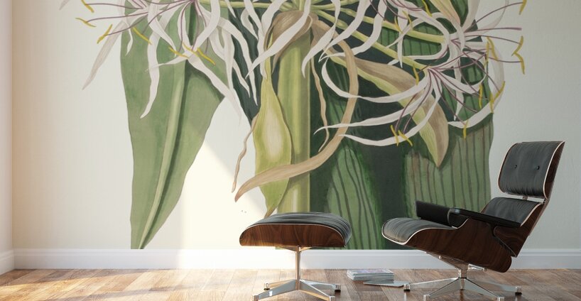 Crinum Declinatum 1834 Wall Murals