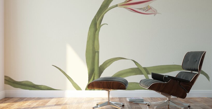 Crinum Yuccæides 1834 Wall Murals