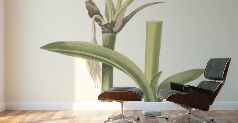 Pancratium Calathinum. 1834 Wall Murals