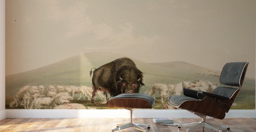Buffalo Hunt White Wolves Attacking A Buffalo Bull 1844 Wall Murals