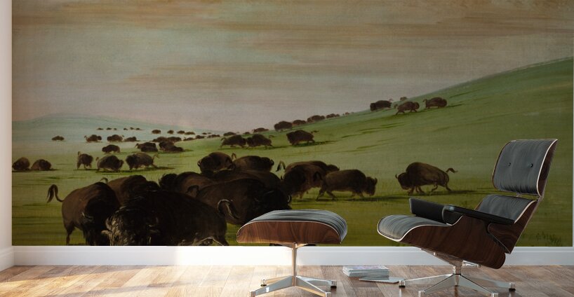 Buffalo Bulls in a Wallow 1837-1839 Wall Murals