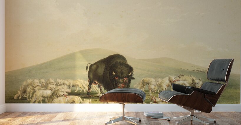 Buffalo Hunt White Wolves Attacking Buffalo Bull 1844  Wall Murals