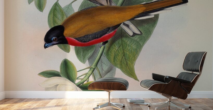 John Gould trogons 013 Wall Murals