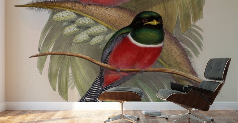 John Gould trogons 005 Wall Murals
