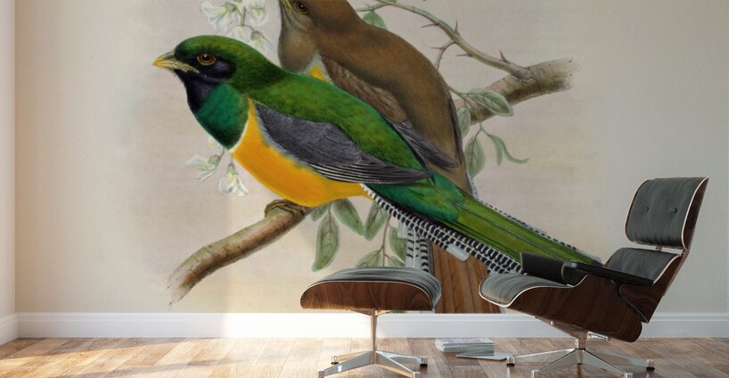 John Gould trogons 040 Wall Murals