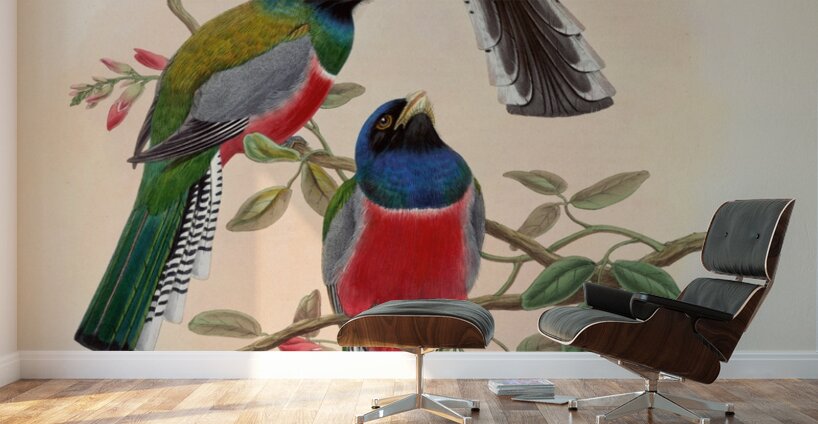 John Gould trogons 042 Wall Murals