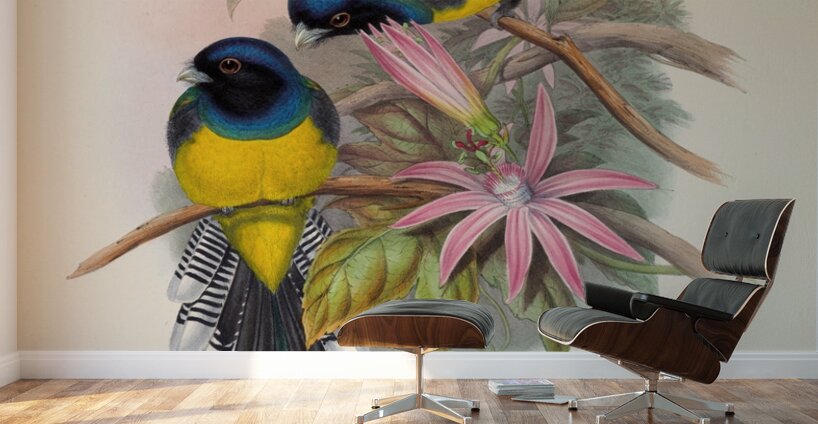 John Gould trogons 008 Wall Murals