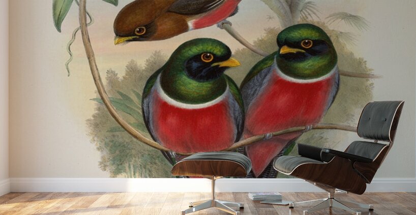 John Gould trogons 032 Wall Murals