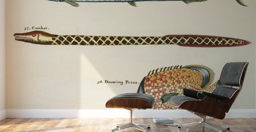 Colourful and surreal illustrations of fishes found in Moluccas Indonesia and the East Indies by Louis Renard 1678 -1746 from Histoire naturelle des plus rares curiositez de la mer des Indes 1754. Wall Murals