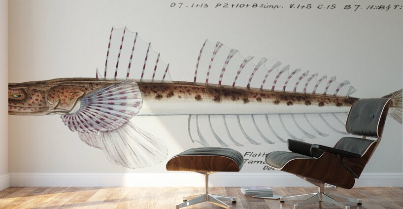 Antique fish platycephalus sp flathead South Pacific Fishes by Frank Edward Clarke 1849-1899.  Wall Murals