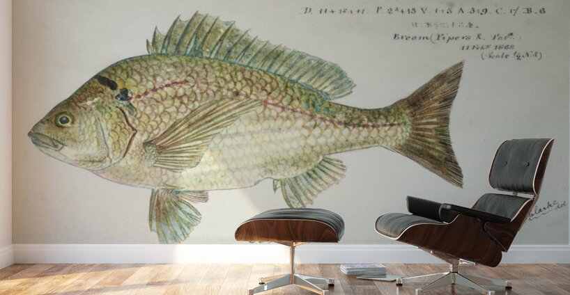 Antique fish acanthopagrus butcheri black bream South Pacific Fishes by Frank Edward Clarke 1849-1899.  Wall Murals