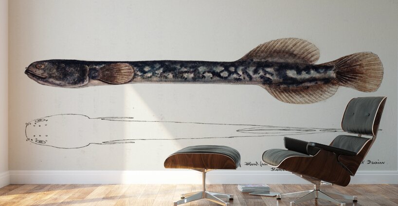 Antique fish Neochanna apoda apoda South Pacific Fishes by Frank Edward Clarke 1849-1899.  Wall Murals