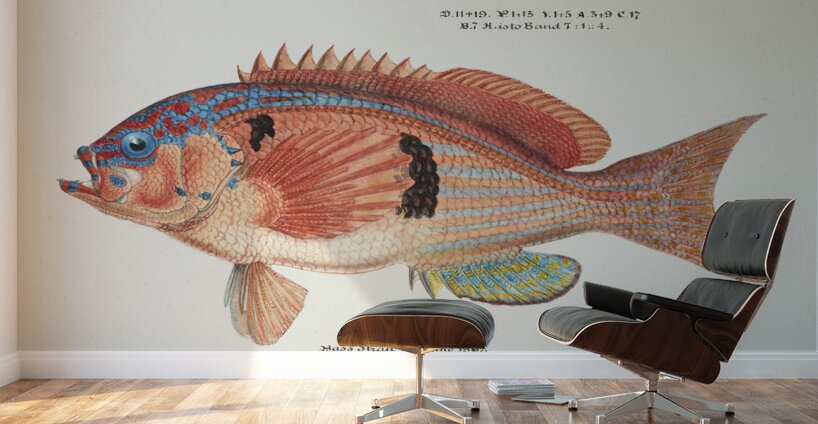 Antique fish caesioperca rasor sea perch South Pacific Fishes by Frank Edward Clarke 1849-1899.  Wall Murals