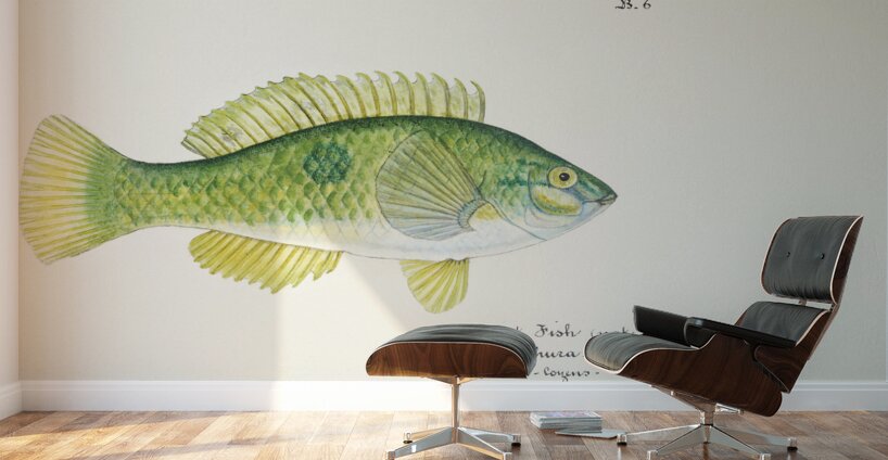 Antique fish Wrasse South Pacific Fishes by Frank Edward Clarke 1849-1899.  Wall Murals