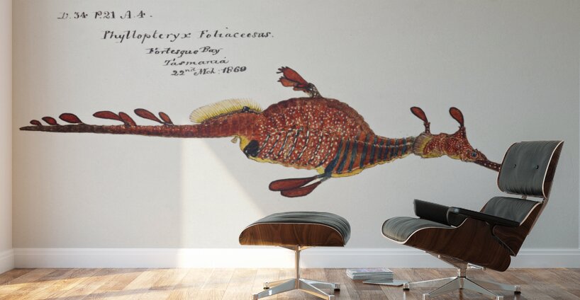 Antique fish phyllopteryx taeniolatus South Pacific Fishes by Frank Edward Clarke 1849-1899.  Wall Murals