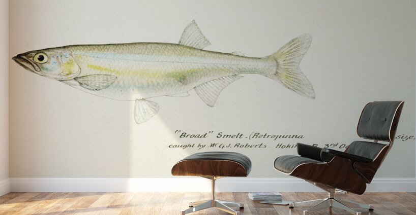 Antique fish Retropinna Retropinna South Pacific Fishes by Frank Edward Clarke 1849-1899.  Wall Murals