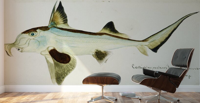 Antique Elephant fish South Pacific Fishes by Frank Edward Clarke 1849-1899.  Wall Murals