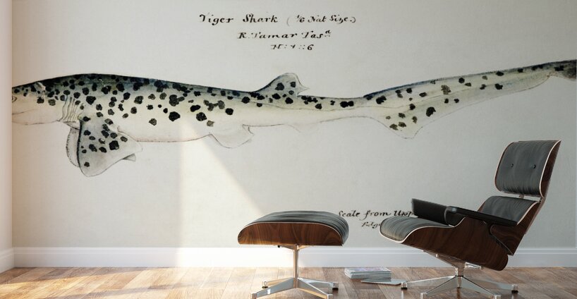 Antique fish Notorynchus cepedianus Tas : Broad seven-gill shark South Pacific Fishes by Frank Edward Clarke1849-1899.  Wall Murals