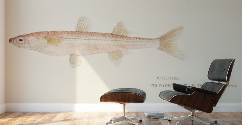 Antique fish athennidae South Pacific Fishes by Frank Edward Clarke 1849-1899.  Wall Murals