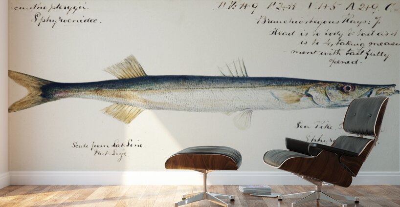 Antique fish Sphyraena novaehollandiae South Pacific Fishes by Frank Edward Clarke 1849-1899.  Wall Murals