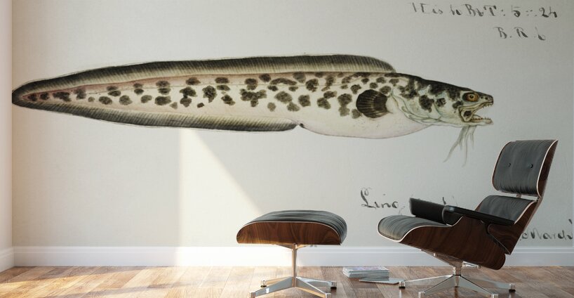 Antique fish genypterus sp ling South Pacific Fishes by Frank Edward Clarke 1849-1899.  Wall Murals