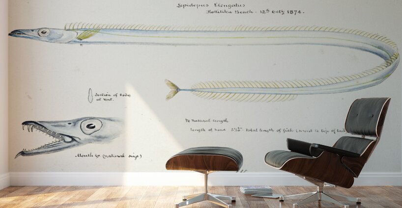 Antique fish Benthodesmus Elongatus South Pacific Fishes by Frank Edward Clarke 1849-1899.  Wall Murals