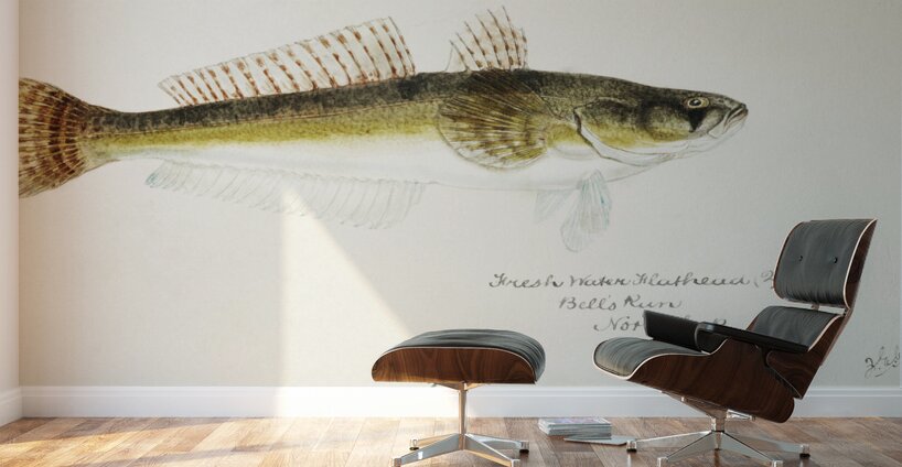 Antique fish platycephalus bassensis South Pacific Fishes by Frank Edward Clarke 1849-1899.  Wall Murals