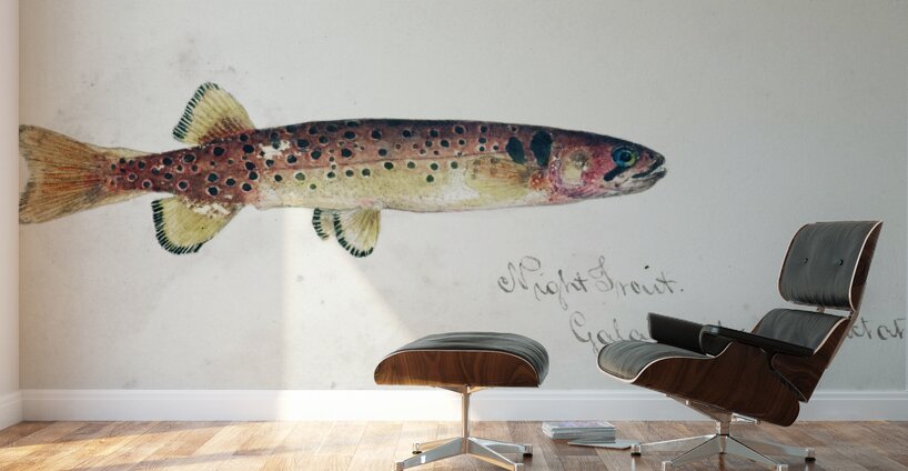 Antique fish Galaxias Maculatus South Pacific Fishes by Frank Edward Clarke 1849-1899.  Wall Murals